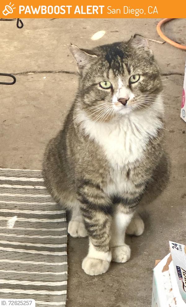 Found/Stray Unknown Cat last seen Ingulf street , San Diego, CA 92110
