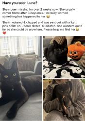 Lost Female Cat last seen Judkins recycling centre , Warwickshire, England CV11