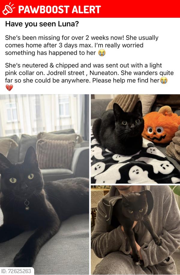 Lost Female Cat last seen Judkins recycling centre, Warwickshire, England CV11