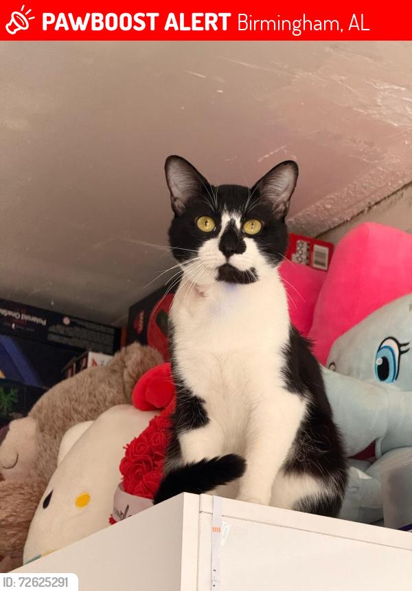 Lost Male Cat last seen Jefferson state college centerpoint , Birmingham, AL 35215