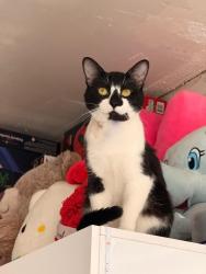 Lost Male Cat last seen Jefferson state college centerpoint , Birmingham, AL 35215
