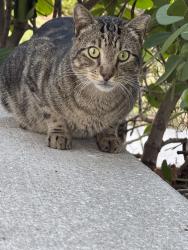 Found/Stray Unknown Cat last seen Chipotle. Corner of Palm Beach Lakes Road next to BMW, West Palm Beach, FL 33409