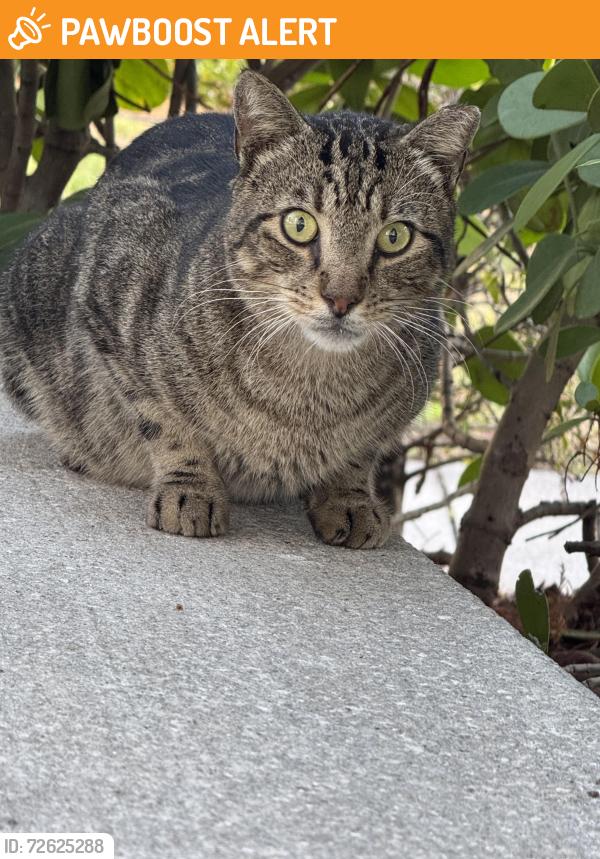 Found/Stray Unknown Cat last seen Chipotle. Corner of Palm Beach Lakes Road next to BMW, West Palm Beach, FL 33409