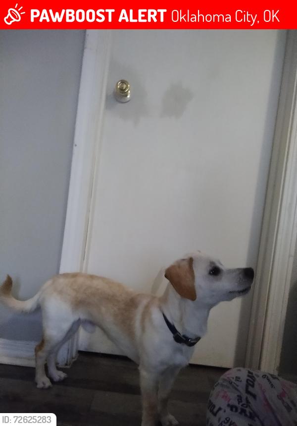 Lost Male Dog last seen Near W I-240 Service Road, Oklahoma City, OK 73139, Oklahoma City, OK 73139