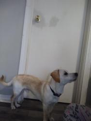 Lost Male Dog last seen Near W I-240 Service Road, Oklahoma City, OK 73139, Oklahoma City, OK 73139