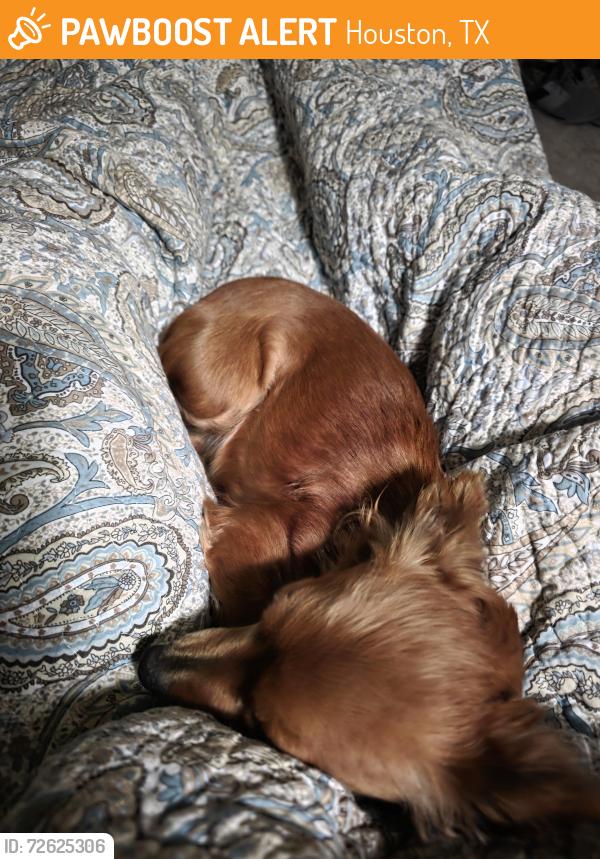 Found/Stray Female Dog last seen Hillcroft and beechnut st, Houston, TX 77096