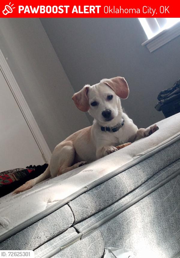 Lost Male Dog last seen Near W I-240 Service Road, Oklahoma City, OK 73139, Oklahoma City, OK 73139