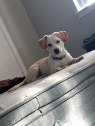 Lost Male Dog last seen Near W I-240 Service Road, Oklahoma City, OK 73139, Oklahoma City, OK 73139