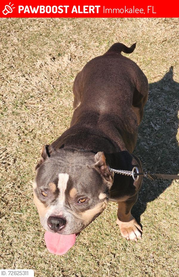 Lost Female Dog last seen Near south 1st street , Immokalee, FL 34142