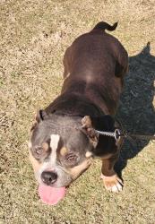 Lost Female Dog last seen Near south 1st street , Immokalee, FL 34142