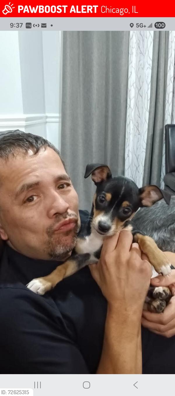Lost Male Dog last seen Near ave b, Chicago, IL 60617