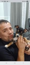 Lost Male Dog last seen Near ave b, Chicago, IL 60617