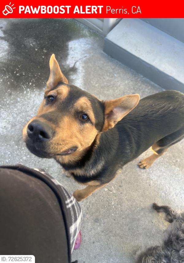 Lost Male Dog last seen Lisbon st Perris ca , Perris, CA 92571