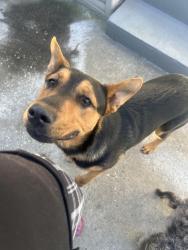 Lost Male Dog last seen Lisbon st Perris ca , Perris, CA 92571