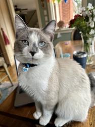 Lost Male Cat last seen Moss Side Drive, Athens, GA 30607