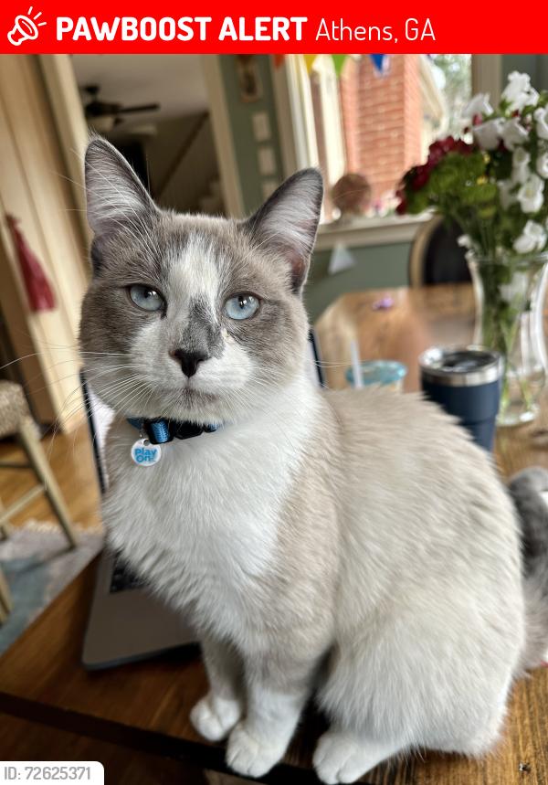 Lost Male Cat last seen Moss Side Drive, Athens, GA 30607