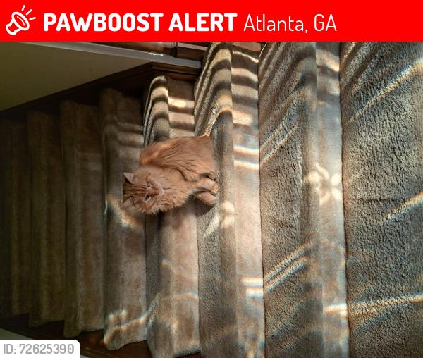 Lost Male Cat last seen Hunters trace circle and lisa lane, Atlanta, GA 30328