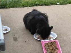 Found/Stray Unknown Cat last seen NW 30th Terrace to NW 30th Street, Bethany, OK 73008