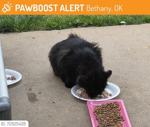 Found/Stray Unknown Cat last seen NW 30th Terrace to NW 30th Street, Bethany, OK 73008