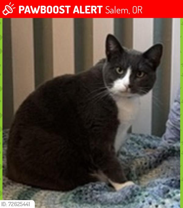 Lost Male Cat last seen Evangelista St S & Sorento St, Salem, OR 97306