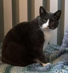 Lost Male Cat last seen Evangelista St S & Sorento St, Salem, OR 97306