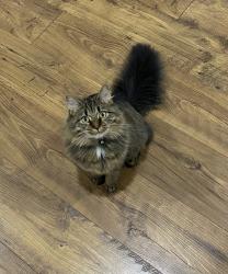 Lost Female Cat last seen Winston Dr, Cookeville, TN 38506