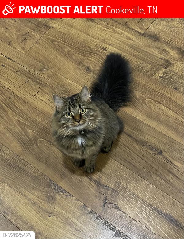 Lost Female Cat last seen Winston Dr, Cookeville, TN 38506