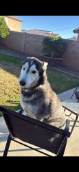 Lost Male Dog last seen 95th ave and olive peoria az, Peoria, AZ 85345