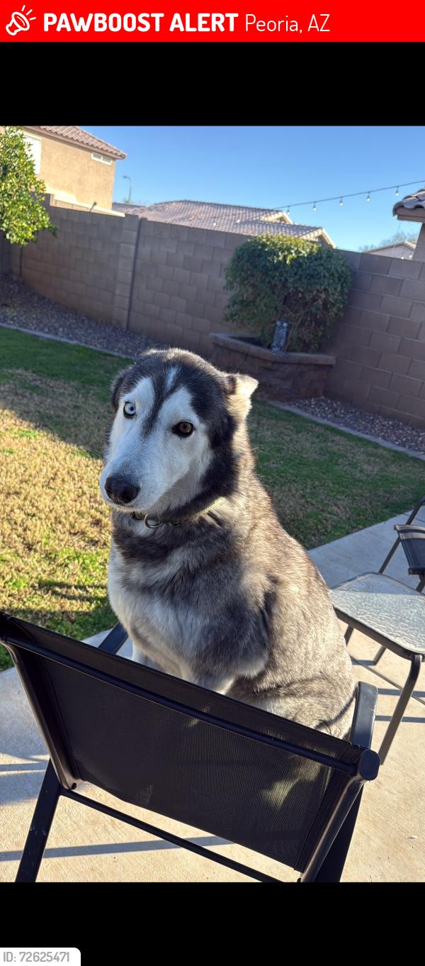 Lost Male Dog last seen 95th ave and olive peoria az, Peoria, AZ 85345