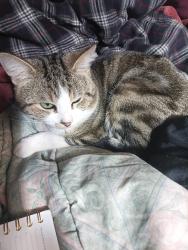 Lost Male Cat last seen Portland Oregon , Portland, OR 97204