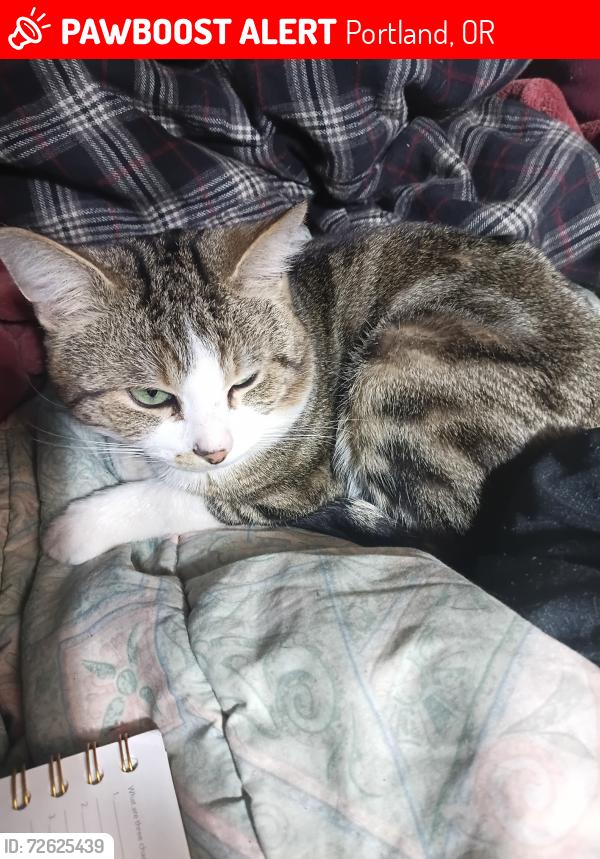 Lost Male Cat last seen Portland Oregon , Portland, OR 97204