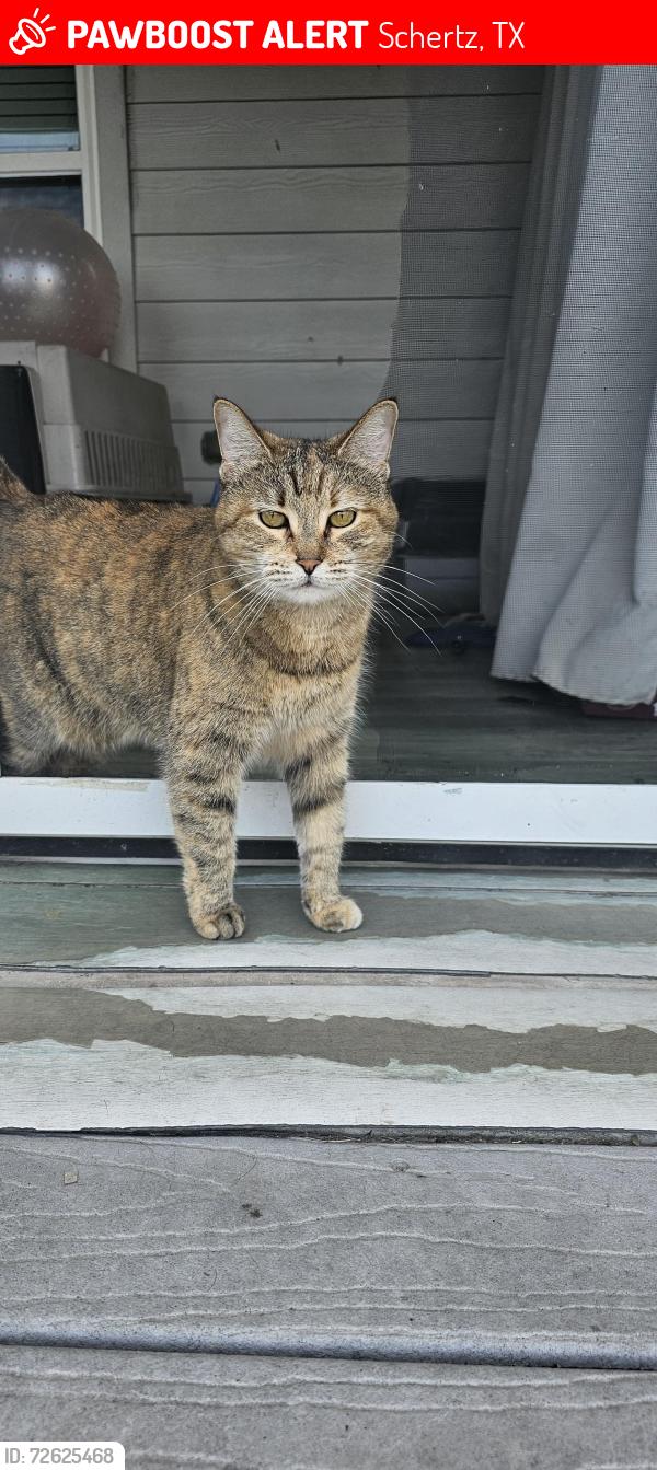Lost Female Cat last seen Mcculloch glenn, Schertz, TX 78108