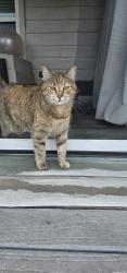 Lost Female Cat last seen Mcculloch glenn, Schertz, TX 78108