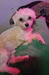 Lost Male Dog last seen Near Noel Rd, Dallas, TX 75240, Dallas, TX 75240