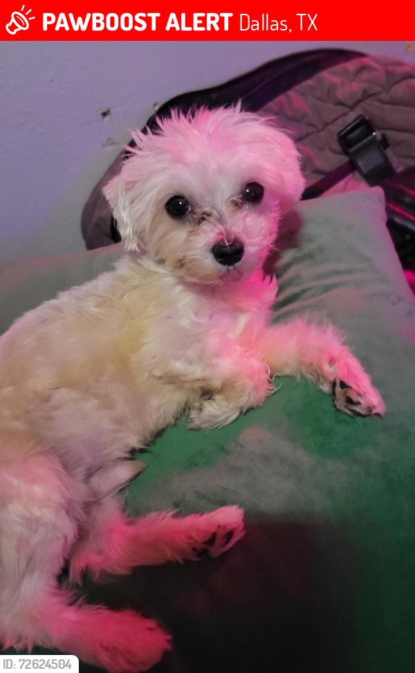 Lost Male Dog last seen Near Noel Rd, Dallas, TX 75240, Dallas, TX 75240