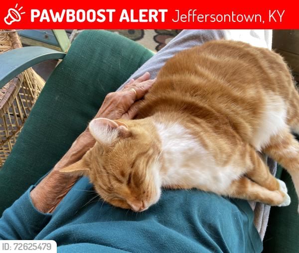 Lost Male Cat last seen Laverne and Lacarem, Jeffersontown, KY 40299