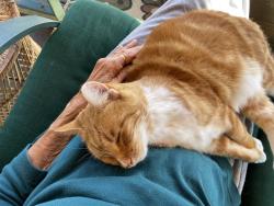 Lost Male Cat last seen Laverne and Lacarem, Jeffersontown, KY 40299