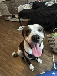 Lost Male Dog last seen Near Riverfall Dr, Dallas, TX 75230, Dallas, TX 75230