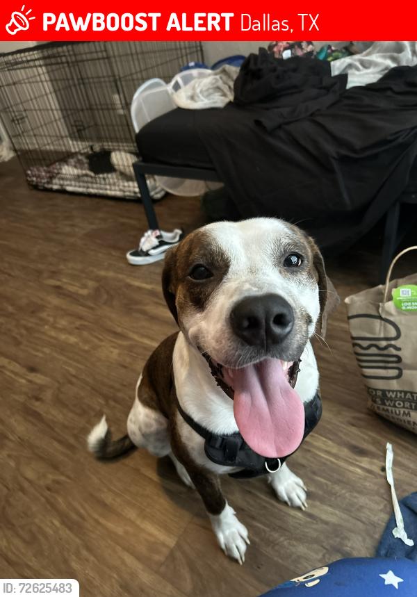 Lost Male Dog last seen Near Riverfall Dr, Dallas, TX 75230, Dallas, TX 75230