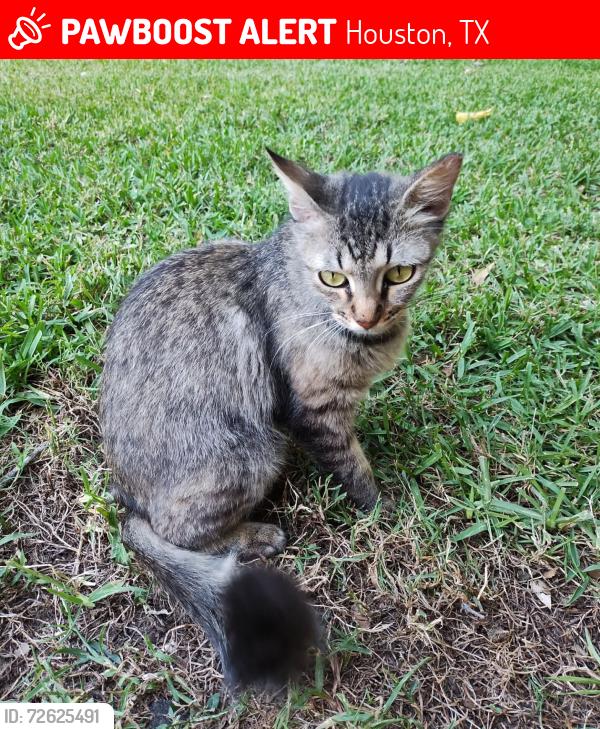 Lost Female Cat last seen Prestonwood Forest Drive and Birchglen Lane , Houston, TX 77070