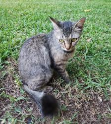 Lost Female Cat last seen Prestonwood Forest Drive and Birchglen Lane , Houston, TX 77070