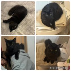 Lost Male Cat last seen Near 871 Miracle drive in Eutawville  , Eutawville, SC 29048