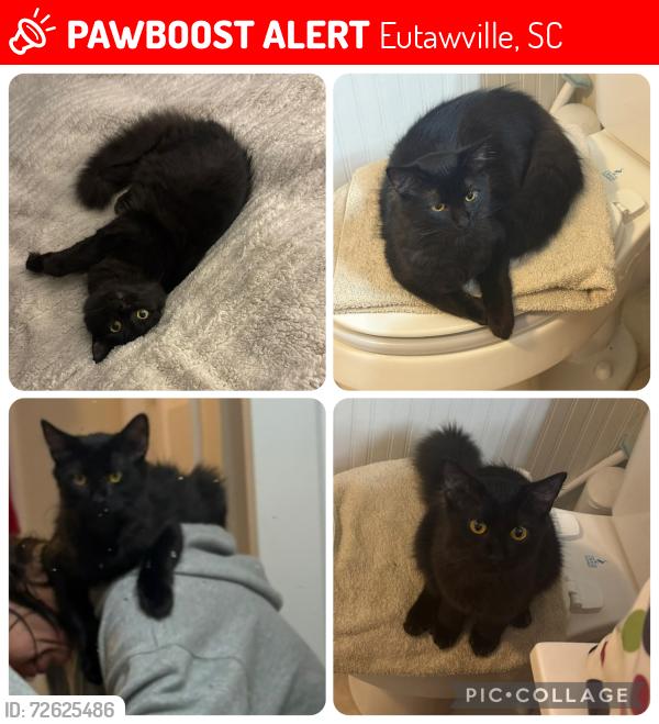 Lost Male Cat last seen Near 871 Miracle drive in Eutawville  , Eutawville, SC 29048