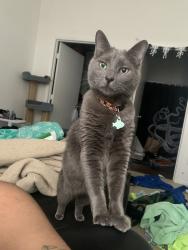 Lost Male Cat last seen Maryland Parkway and Tropicana, Las Vegas, NV 89119
