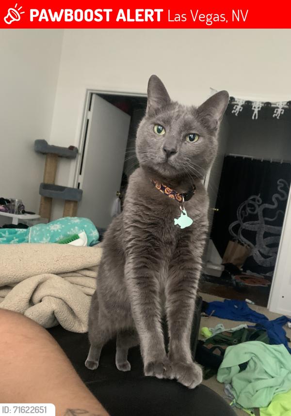 Lost Male Cat last seen Maryland Parkway and Tropicana, Las Vegas, NV 89119