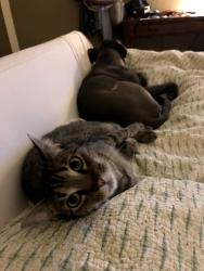 Lost Male Cat last seen Copano and Clarno Drive, Maple Run neighborhood 78749 (near William Cannon/Mopac) , Austin, TX 78749