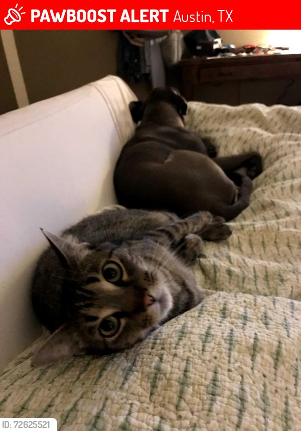 Lost Male Cat last seen Copano and Clarno Drive, Maple Run neighborhood 78749 (near William Cannon/Mopac) , Austin, TX 78749