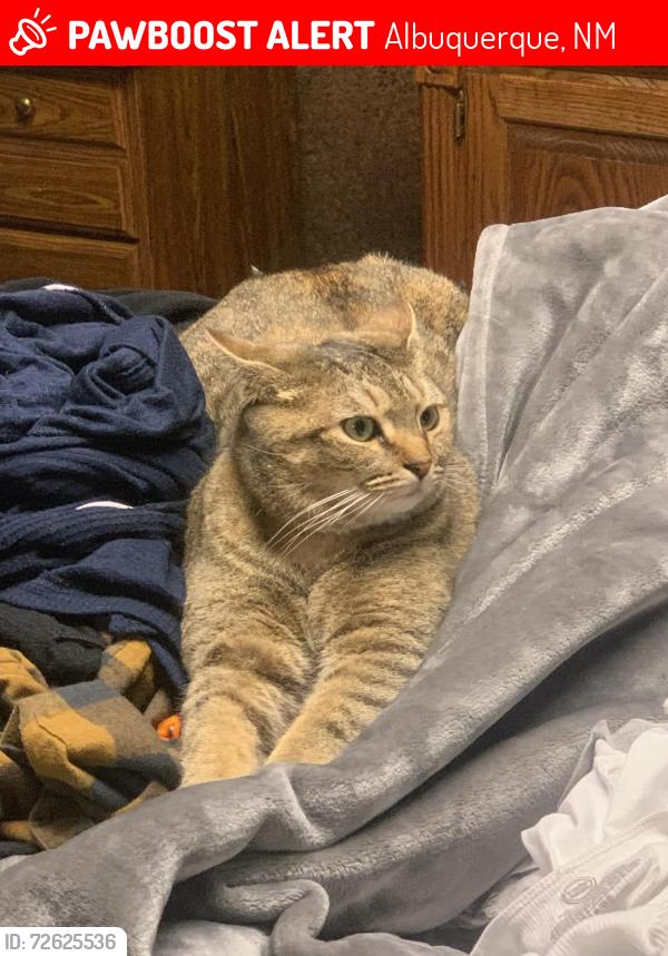 Lost Female Cat last seen Snow Heights Park, Albuquerque, NM 87110