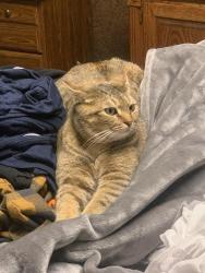 Lost Female Cat last seen Snow Heights Park, Albuquerque, NM 87110