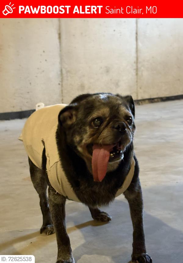 Lost Male Dog last seen west Springfield Rd Saint Clair mo 63077, Saint Clair, MO 63077